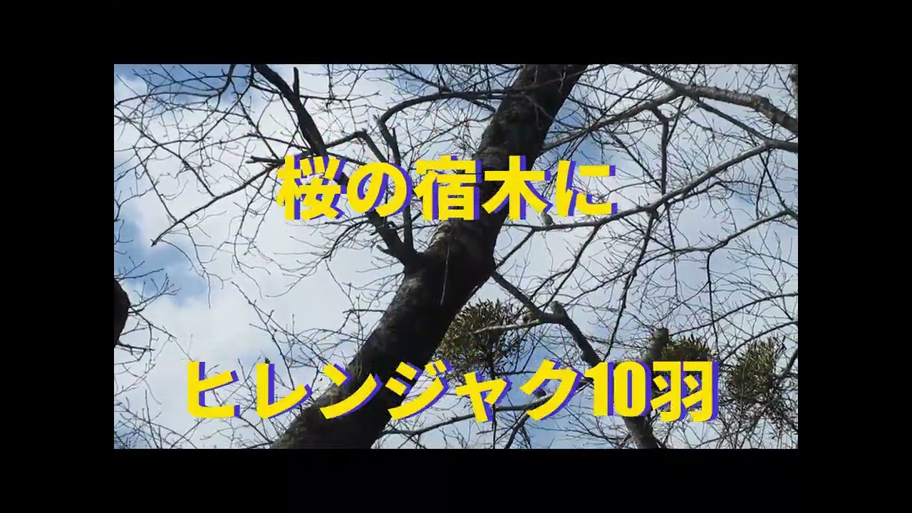 20260222並木橋からヒレンジャク