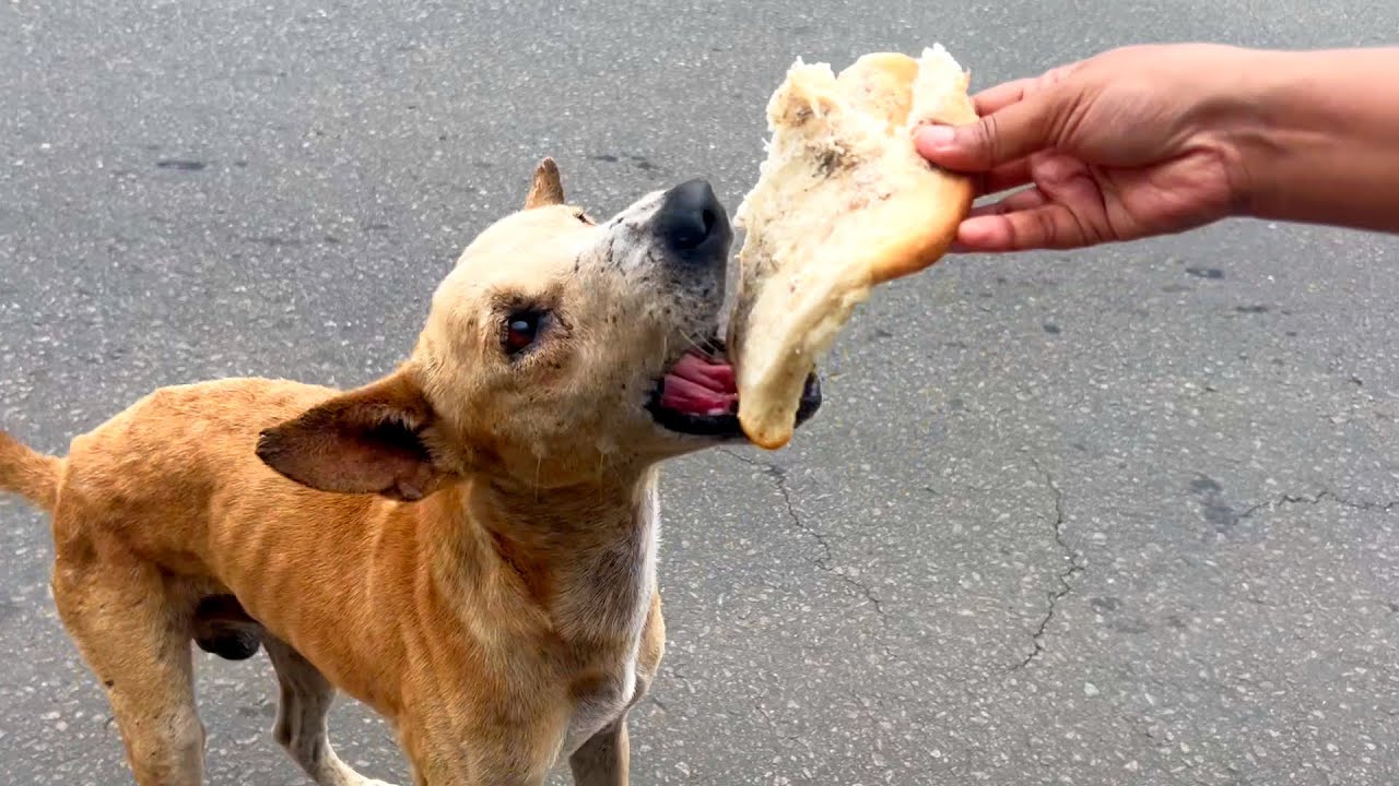 A Day of Kindness: 100 Roasted Breads for Our Furry Street Friends!