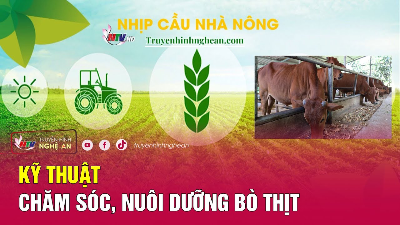 [🔴Live] Nhịp cầu nhà nông: Kỹ thuật chăm sóc, nuôi dưỡng bò thịt