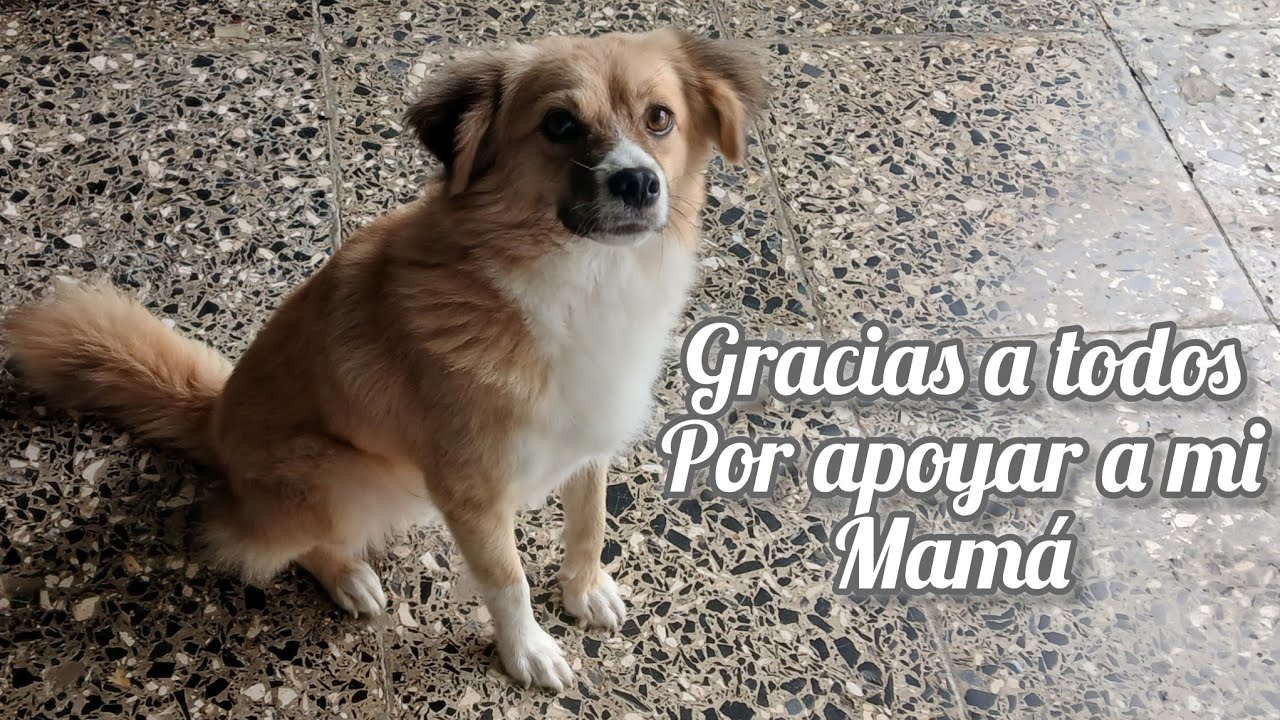 Cindy Gutierrez 🦋 está en vivo