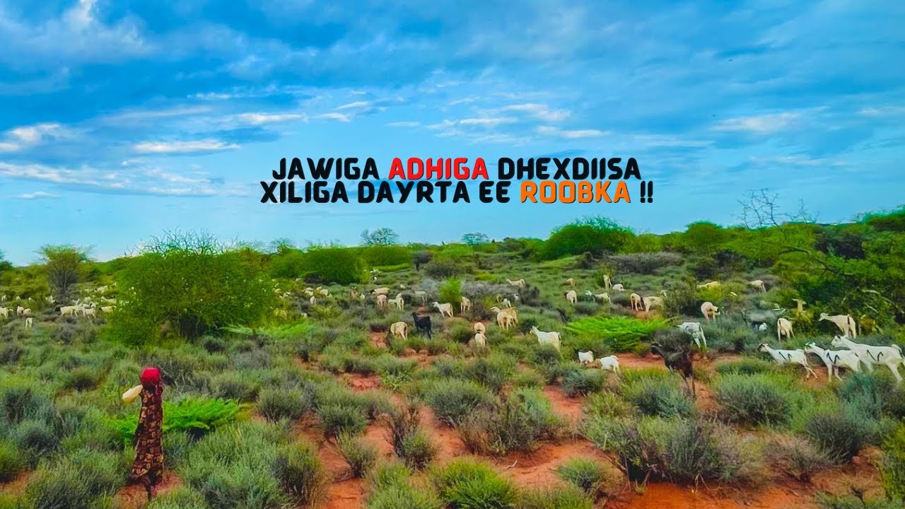 JAWIGA ADHIGA MARKA AAD RAACDO WAA KAALAY ARAG XILIGA DAYRTA !!