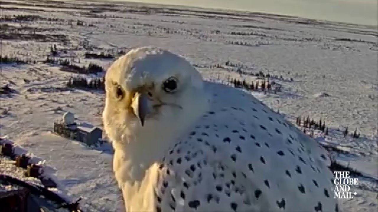 Gyrfalcons are usually elusive birds &mdash; but this one's popped up on camera over a dozen times