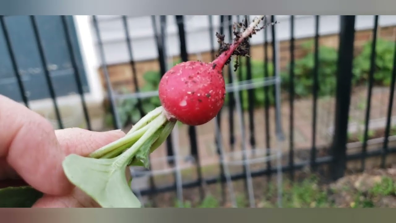 Garden Pests: Wireworms, Cabbage Looper, and Root Maggots (radish) 