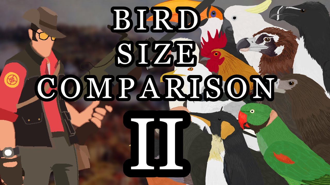 Bird size comparison 2
