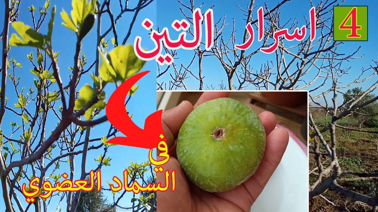 اربـع طرق فعـاالة في تسميد اشجار التين تضاعف انتاجك وجودته | FIG TREE