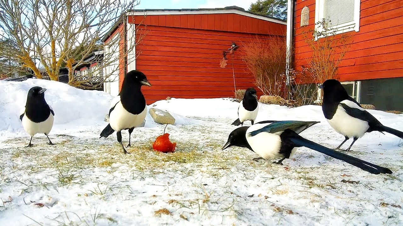 A flock of  magpies forage on a wonderful day ☀️🦜🦜💙