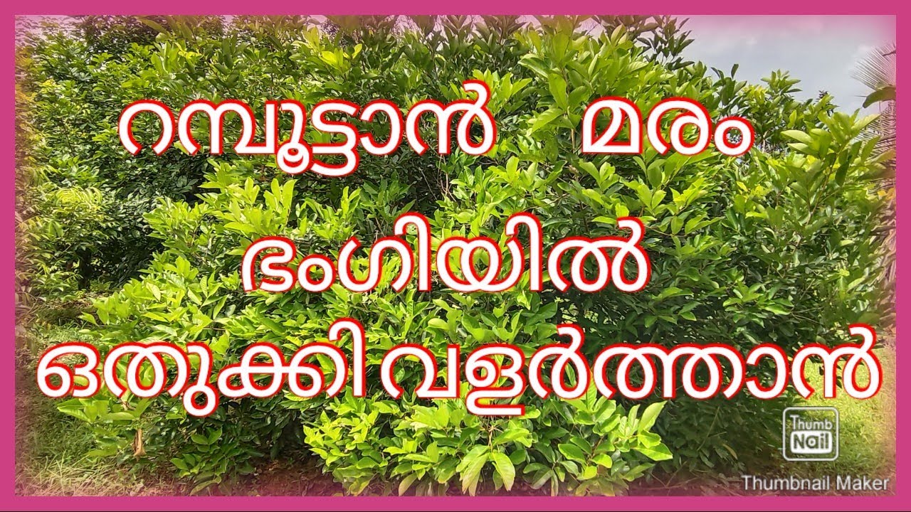 റമ്പൂട്ടാൻ മരം പ്രൂൺ ചെയ്ത് ഒതുക്കി വളർത്തുന്നത് എങ്ങനെ# How to grow Rambutan tree in compact shape.