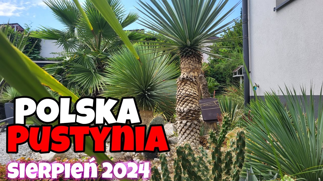 Pustynia 