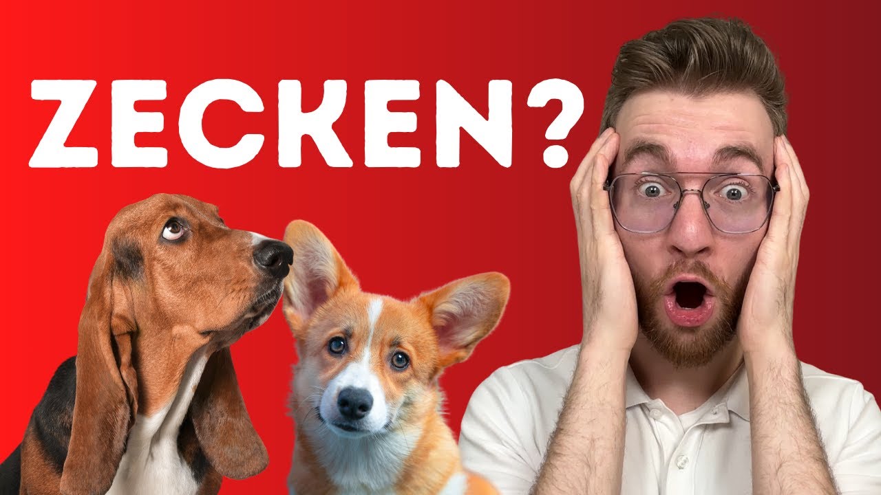 Zecken beim Hund: So schützt Du Deinen Liebling❗️🐶