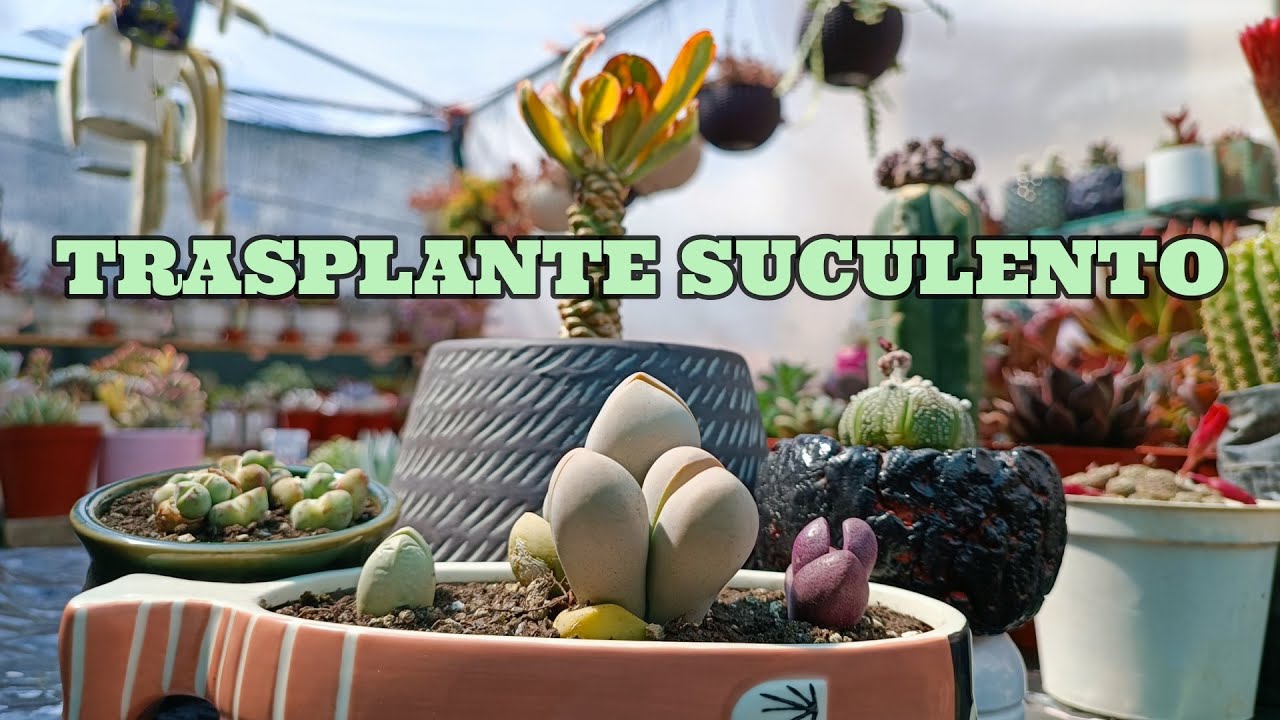TRASPLANTEMOS PIEDRAS VIVAS #dinteranthus #pleiospilos #euphoria