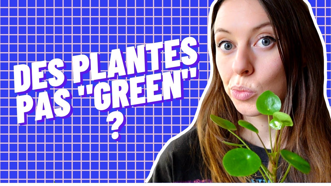O&ugrave; acheter ses plantes de mani&egrave;re &eacute;thique ?