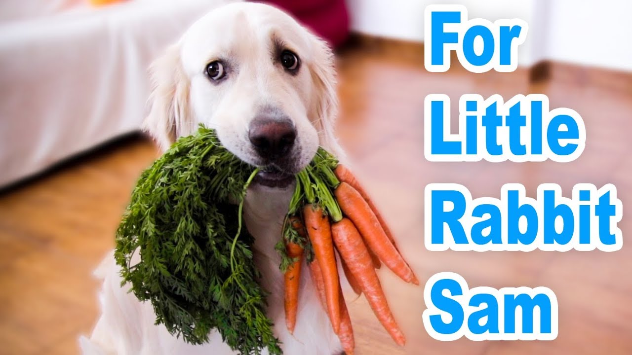Dog wanted to feed the Rabbit carrots but in the end he ate everything himself