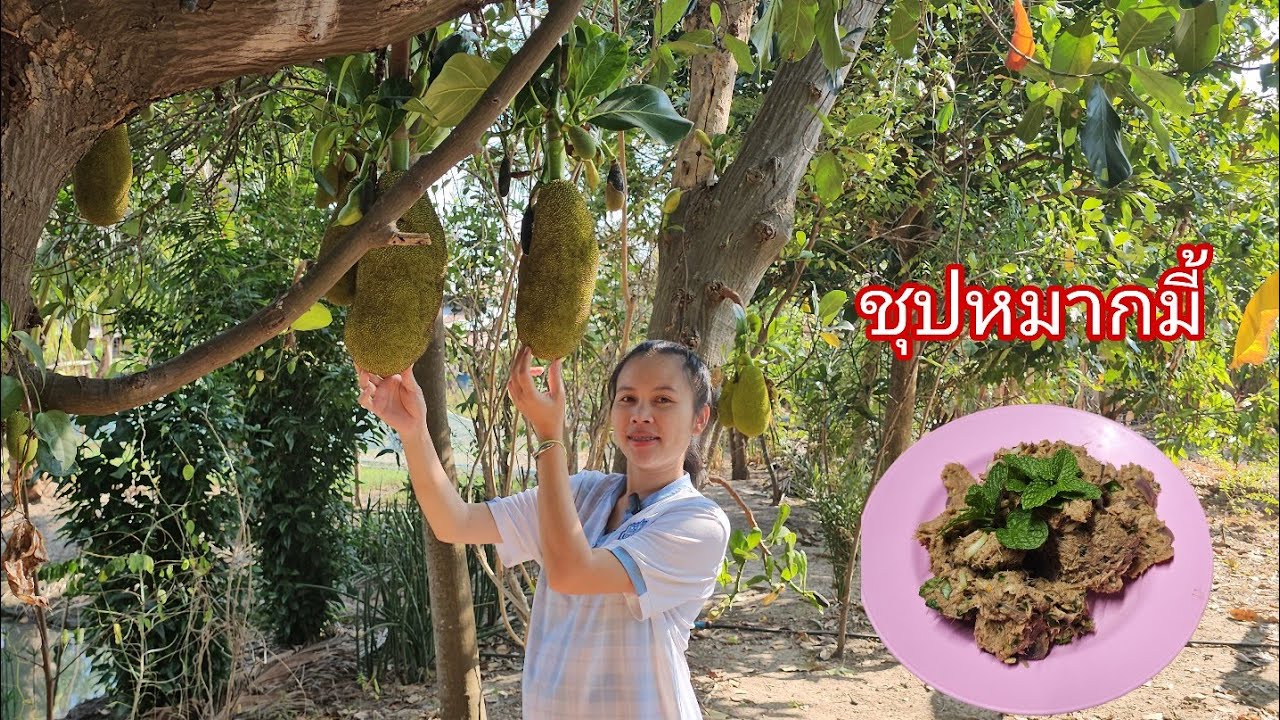 สาวลาวสไภ้ไทยเก็บหมากมี้จากต้นมาชุป🇱🇦🇹🇭