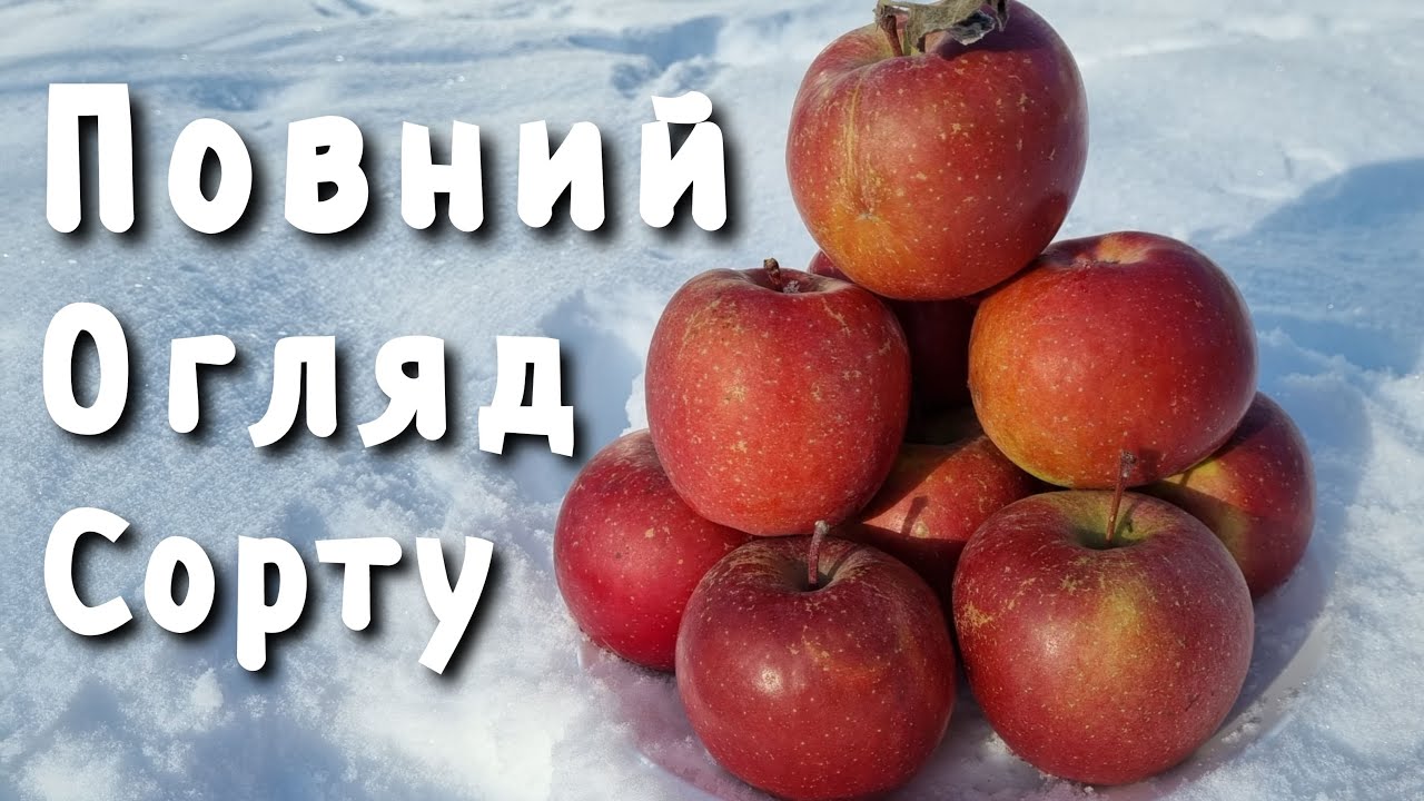 Яблука які повині бути у кожному саду!!!!! Сорт яблук Фуджи Ацтек!!!!!