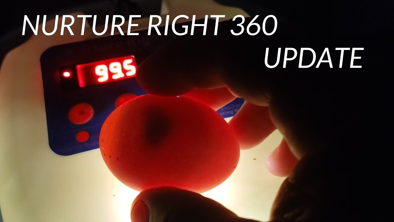 Nurture Right 360 Update and Egg Candling at different stages