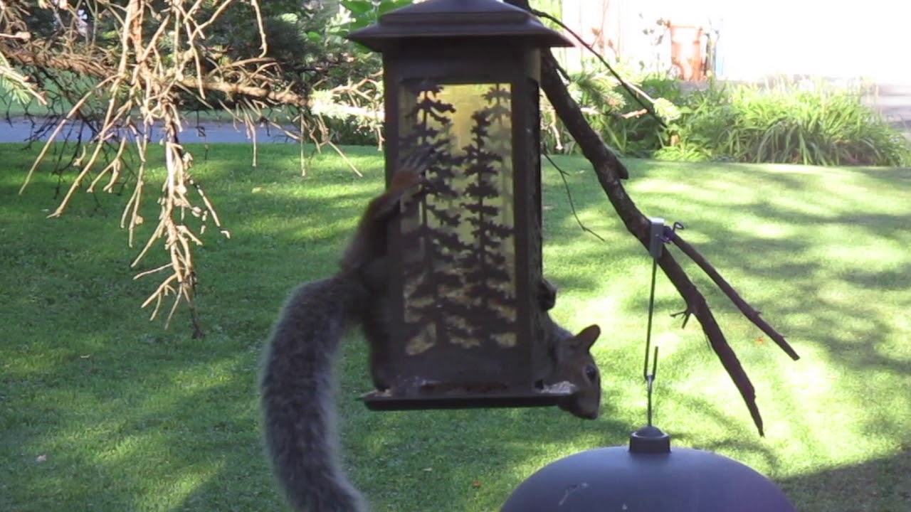 Squirrel Yoga