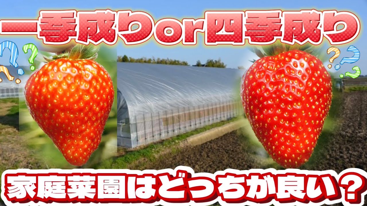 いちごを育てるなら一季成り？四季成り？どっち！？