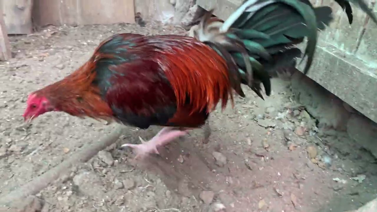 Gallos finos Perú/mostrando un pollo