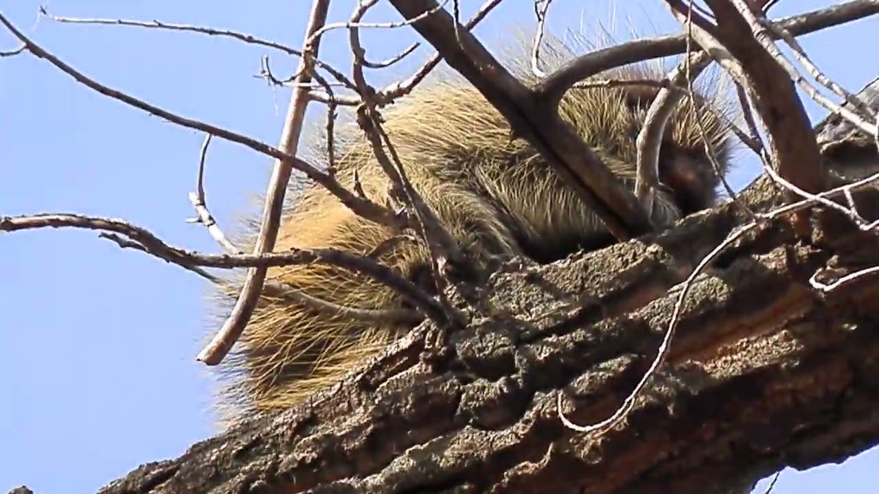 Porcupine in a tree in mid-January in Lethbridge, Alberta, Canada.