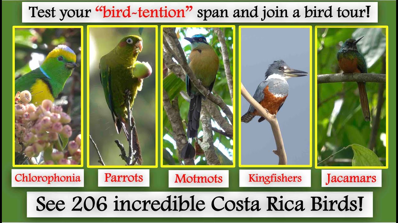 See 206 incredible Costa Rica Birds!