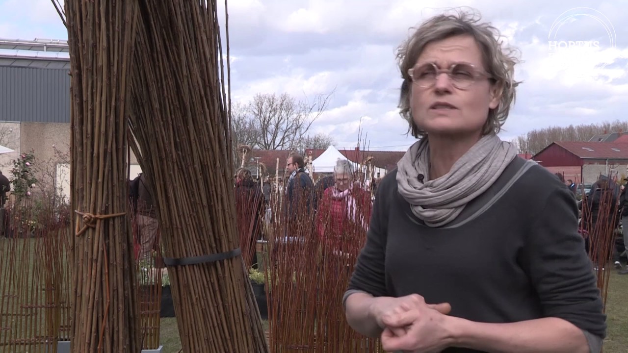Conseil d'experts : Comment planter une haie d'osier vivant