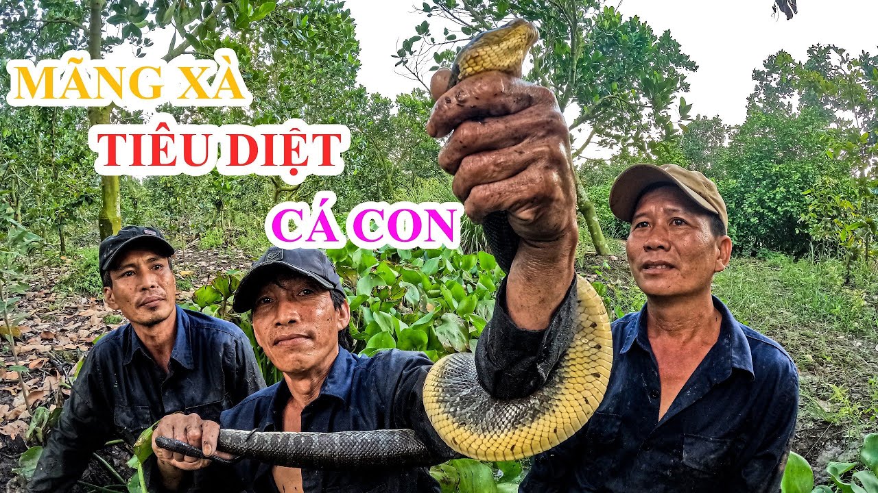 Mò gặp mãng xà rung cả hai tay | Gấc Quê #65