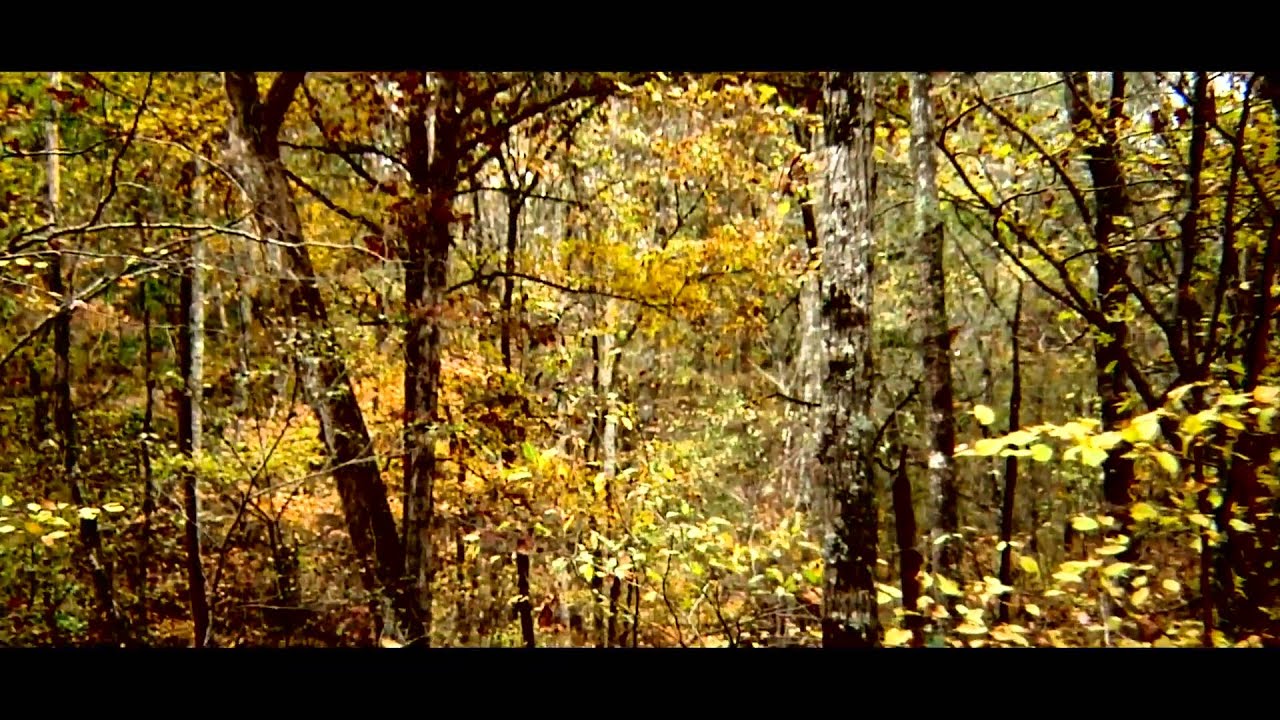 A Face in the Woods: a short film by chris hilleke