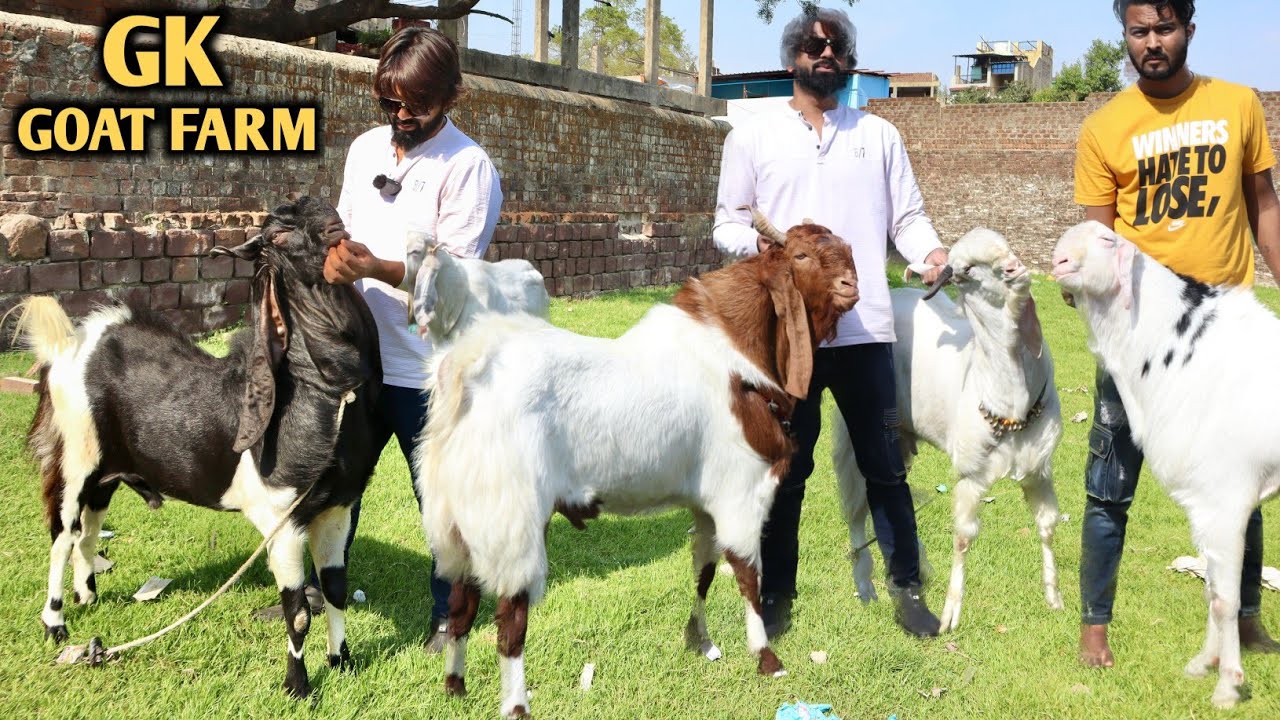 Quality Kota Malwa Hansa Goat's Arrived At GK Goat Farm