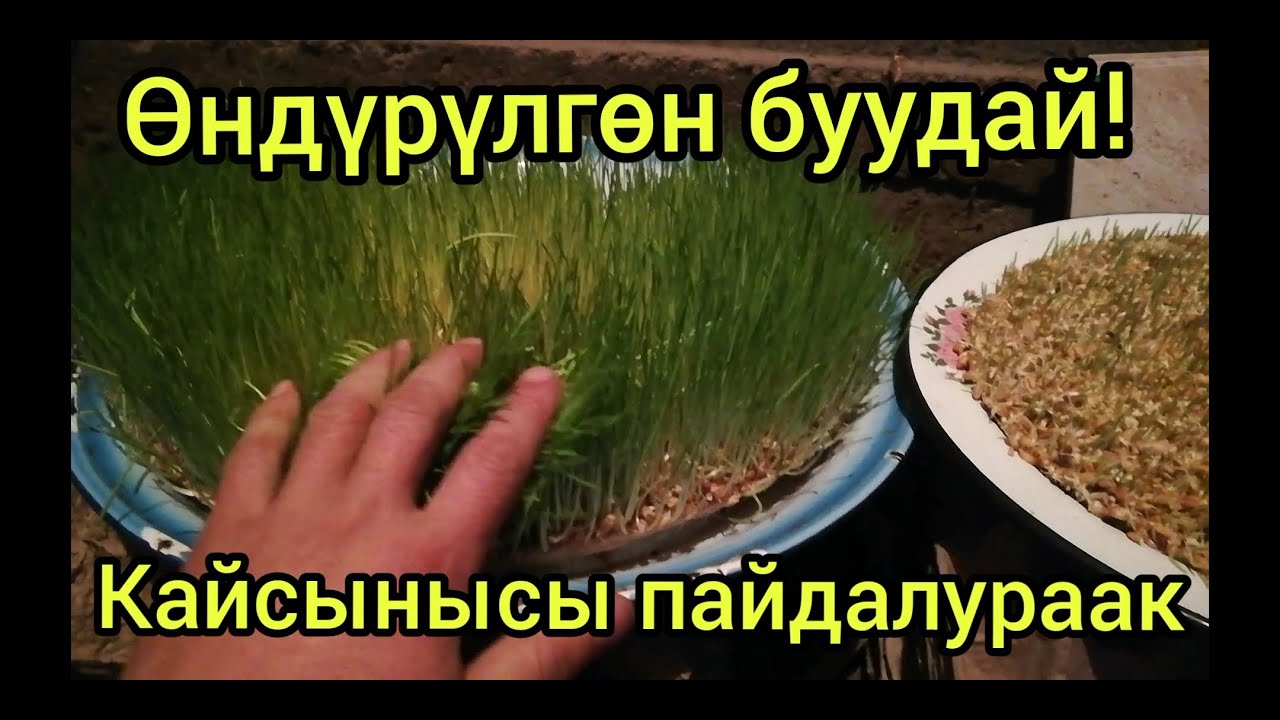 Өндүрүлгөн буудайдын 2 түрү. Тооко кайсынысын берген жакшы