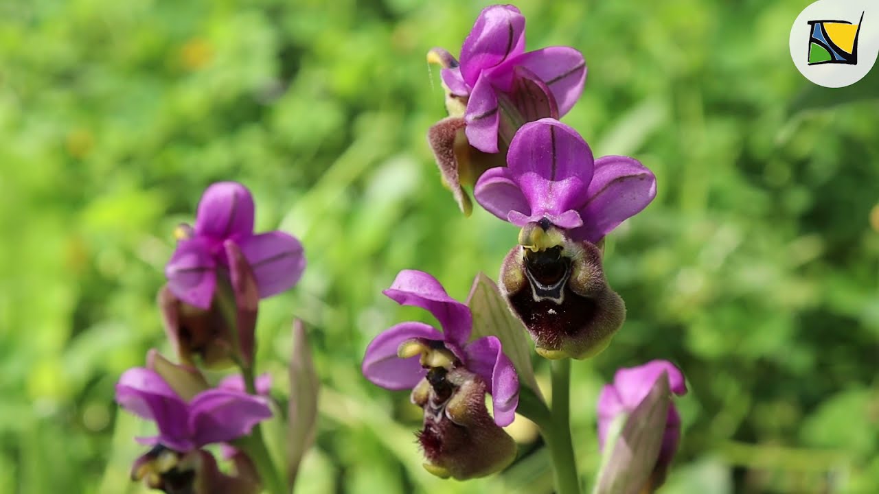 L'Ophrys de Ficalhoana