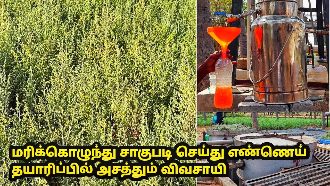தவனம் விவசாயம் செய்து எண்ணெய் தயாரிப்பில் அதிக லாபம்  | davanam cultivation in tamil | marikolunthu