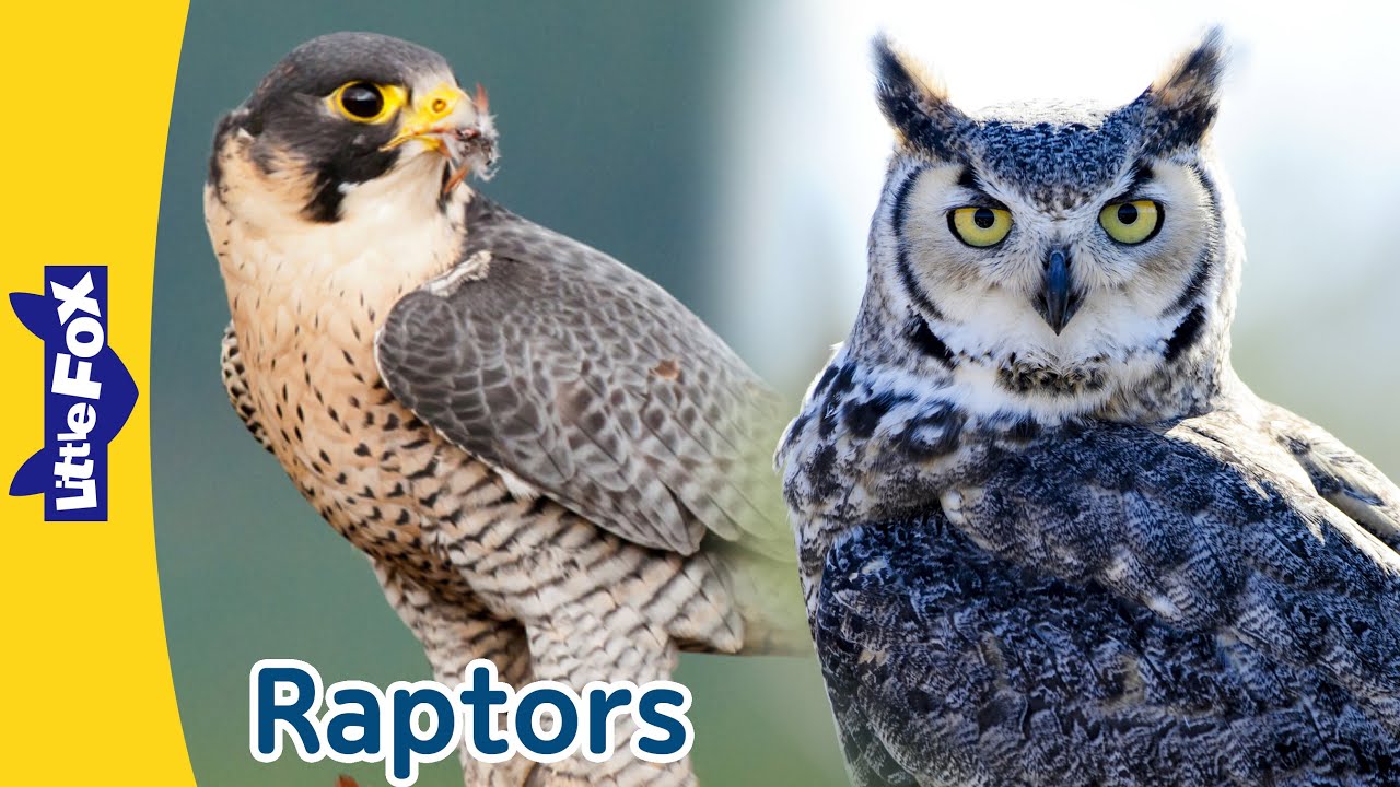 Raptors | Birds that Hunt and Eat Other Animals | Birds of Prey | Owl, Falcon, Vulture | Little Fox