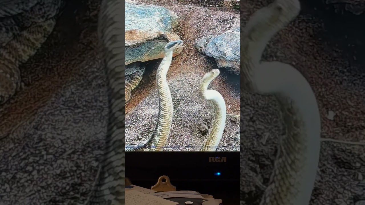 MOJAVE VS NORTHERN PACIFIC EPIC BATTLE! NPR & BEAUMONT FIGHT