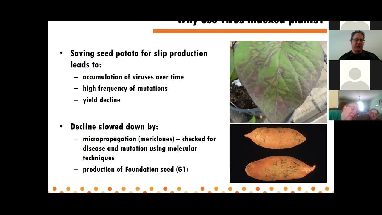 CCE ENYCHP Sweet Potato Webinar