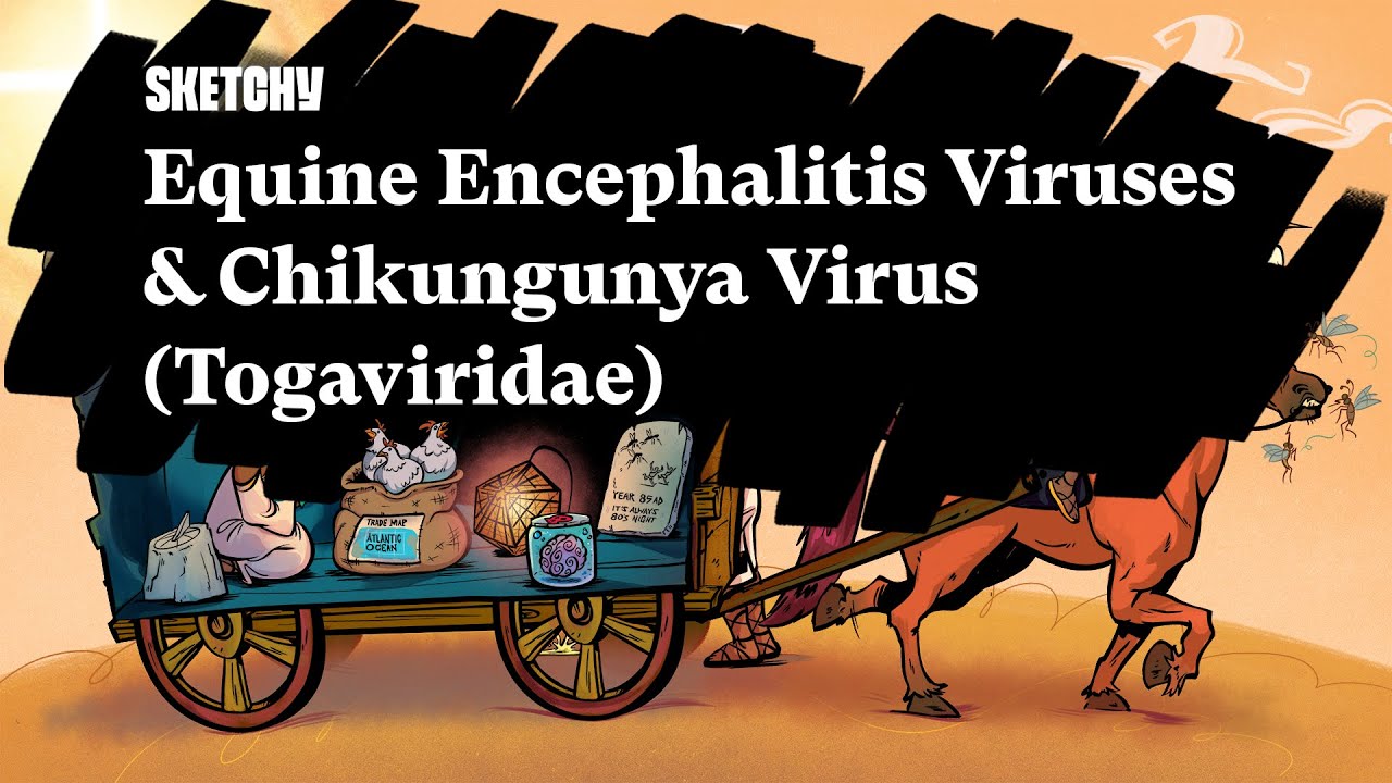 Equine Encephalitis Viruses & Chikungunya Virus (Togaviridae) - Part 1 | Sketchy Medical