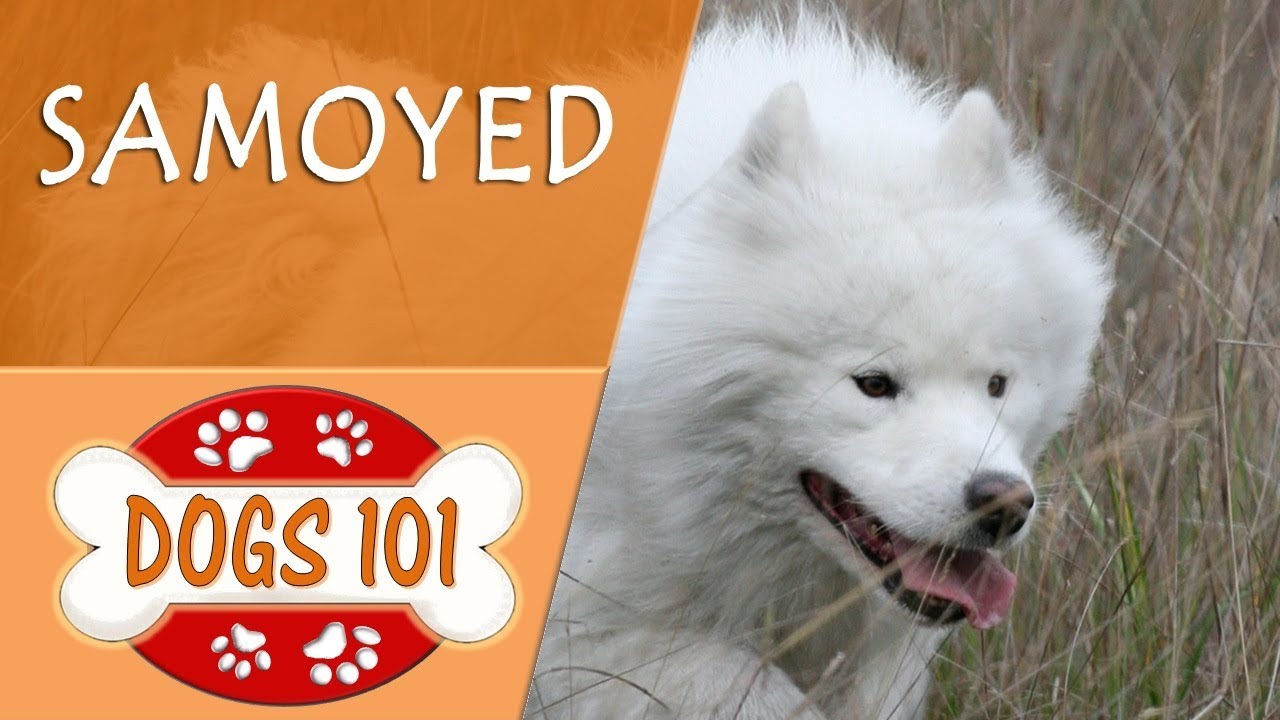 Dogs 101 - SAMOYED - Top Dog Facts About the SAMOYED