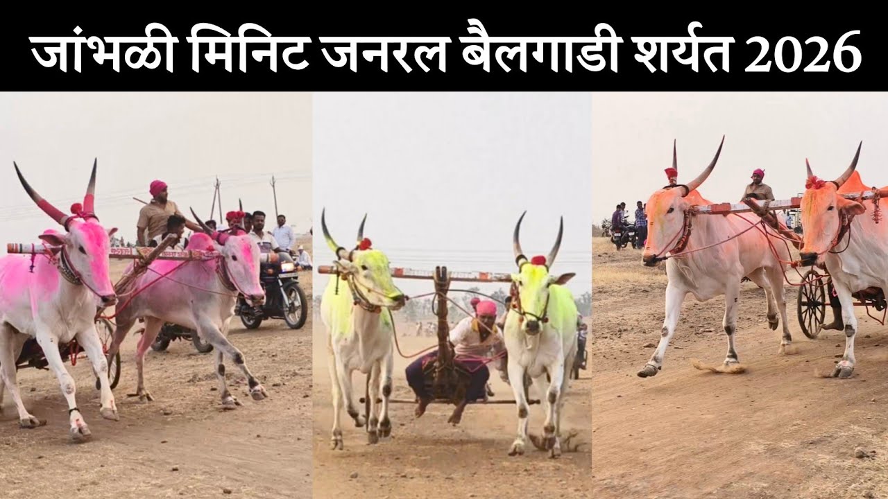 Гонки на бычьих повозках «Джамбхали Минут Генерал» 2026