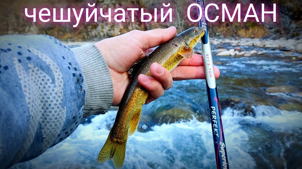 р.Чажа рыбалка на чешуйчатого Османа. Текели