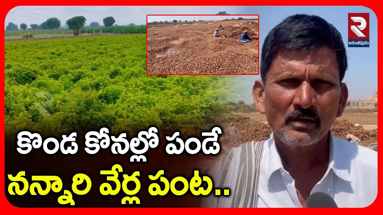 కొండ కోనల్లో పండే నన్నారి వేర్ల పంట.. | Nannari Root Crop In Anantapur | RTV