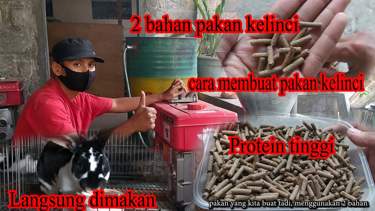 2 bahan membuat pakan kelinci / pelet kelinci. usaha mandiri