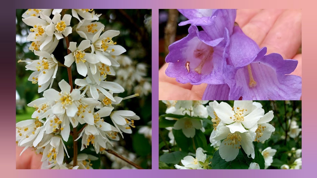 Vem conhecer DEUTZIA GRACILIS e o PHILADELPHUS~ flores de novembro 