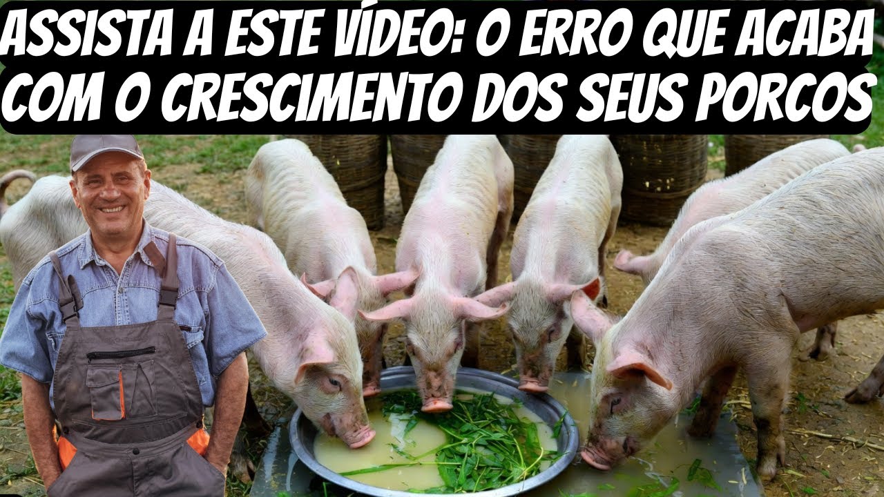 O erro que está prejudicando o crescimento dos seus porcos sem que você sequer perceba