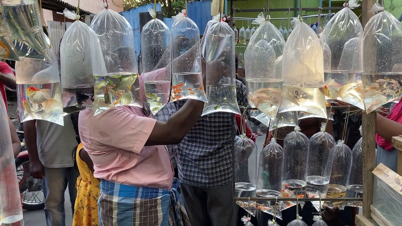 Explore Asia's biggest Aquarium Street with Price Tags| Kolathur fish market