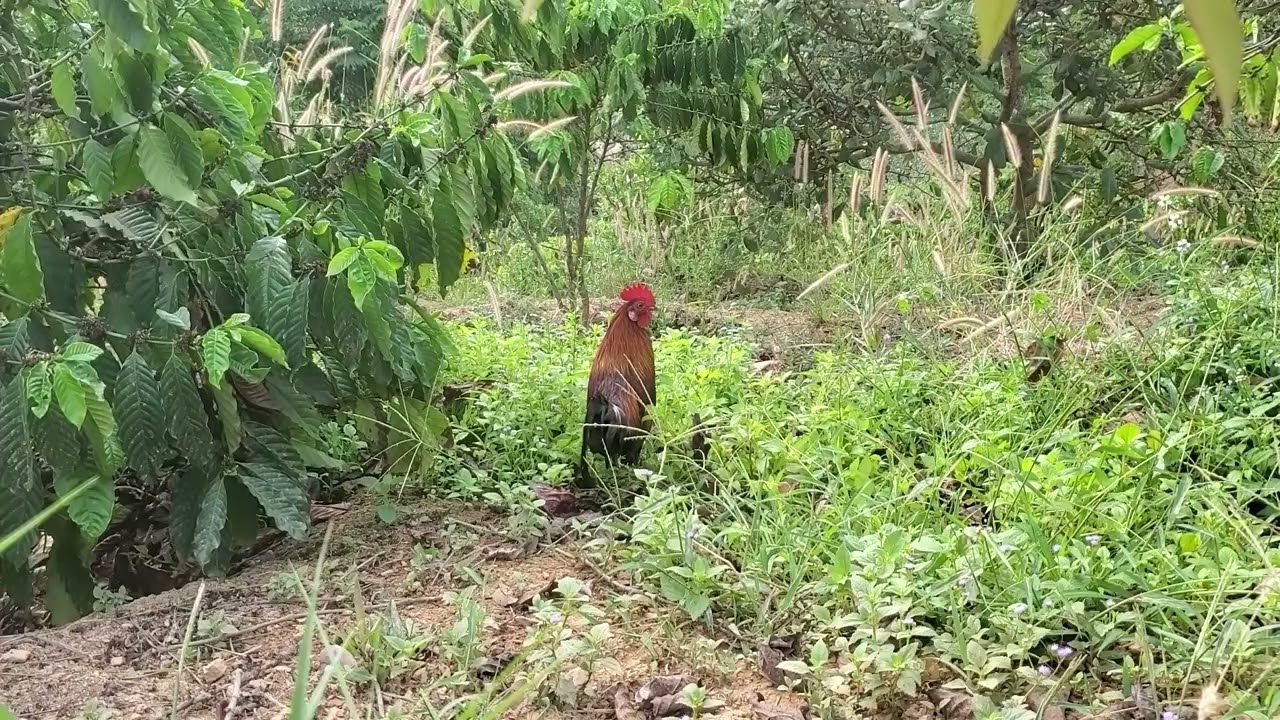 Trapping wild chickens is a passion that gets into the blood   02/18/2026