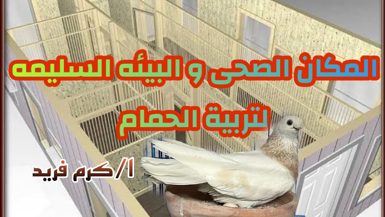المكان الصحى و التربية السليمه للحمام الغزار مع ا/كرم فريد