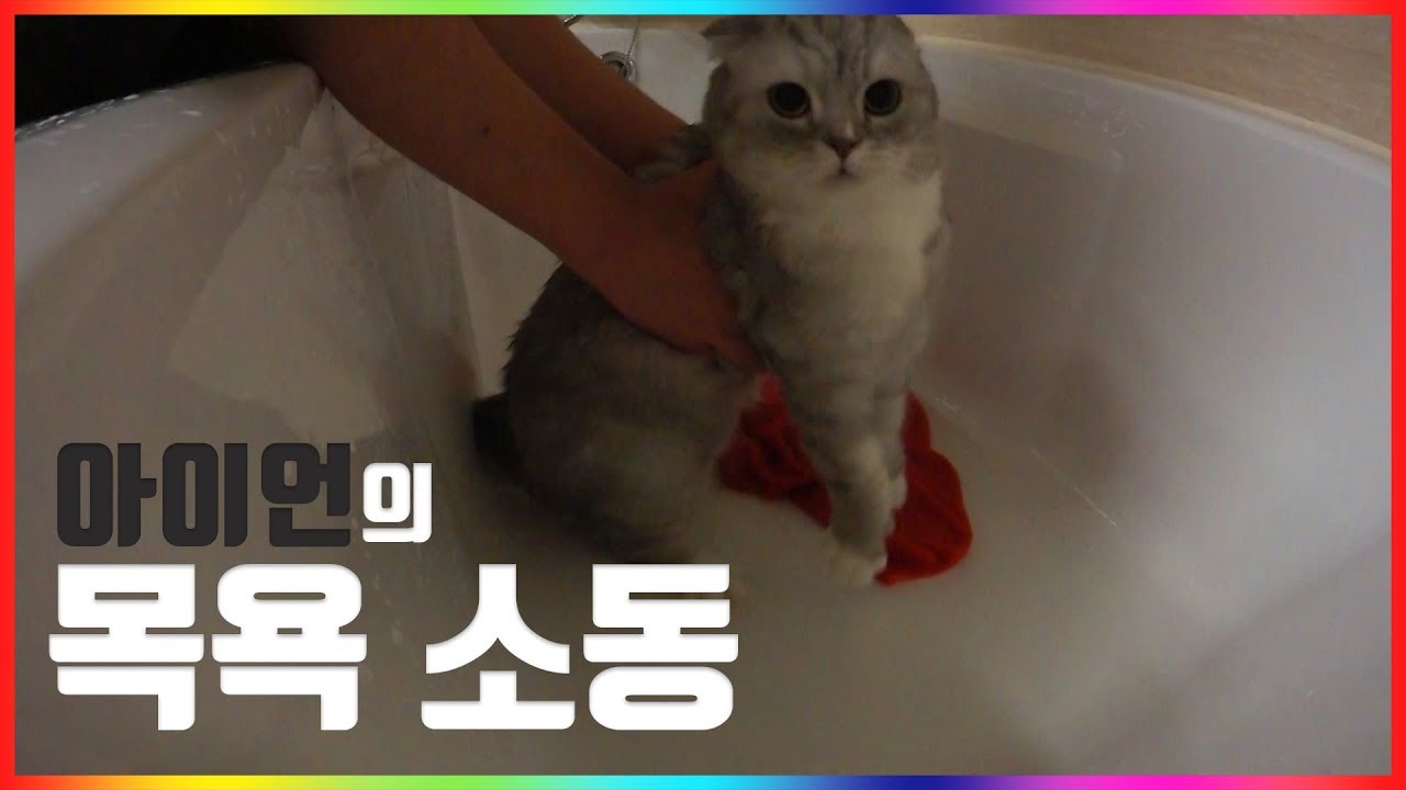 고양이 목욕 시키기 (아이언)