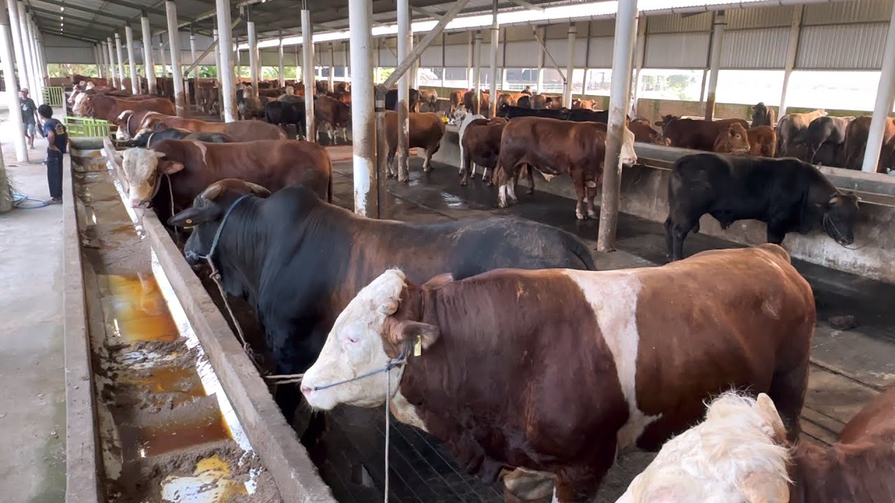 KANDANG SAPI TERBESAR DAN TERMURAH SE CIAYU MAJAKUNING🔥