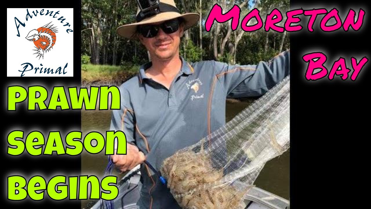 Moreton Bay Prawn Season Begins: In search of prawns