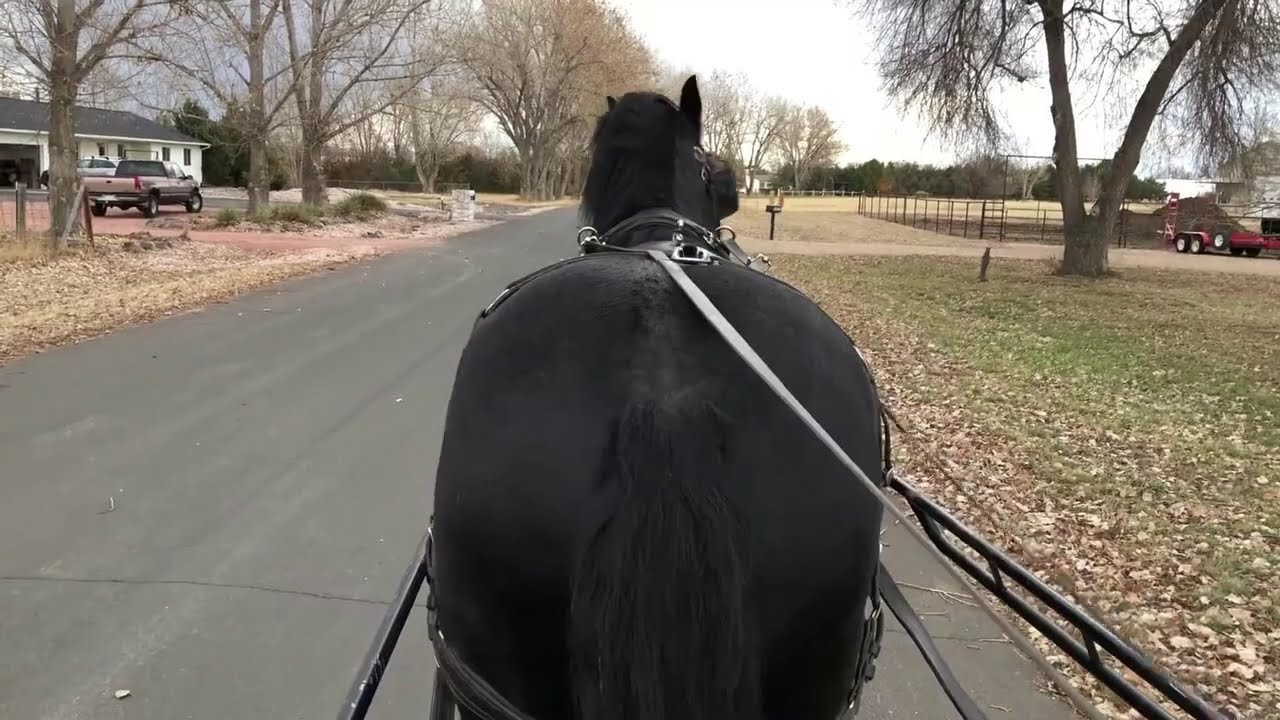 Driving Lance, a Spooky Pony