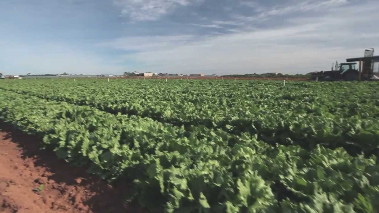Integrated Pest Management